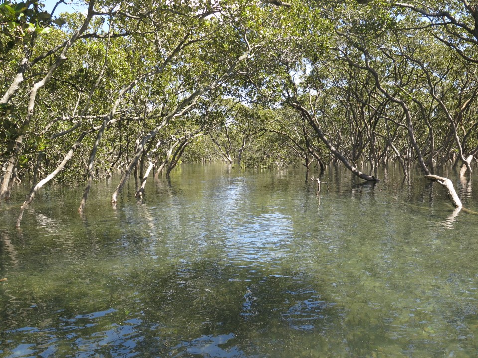 Minnamurra River mangroves